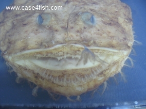 Foto Galerie/Lophiiformes/Lophius piscatorius/Lophius piscatorius_07_S.jpg